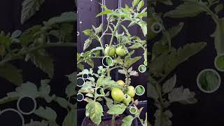 മെൽബൺ  പച്ചക്കറിതോട്ടം//Backyard vegetable garden Melbourne #maryskitchen #malayalam