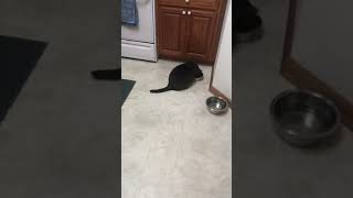 Scaring a Cat With a Airhorn