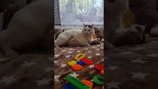 мои львята #catvideos #barsik #cat #catlover #catshorts