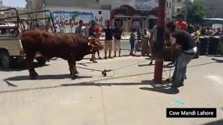 گاڑی سے اترنے پر گائیں نے دھوم مچادی۔                            .Angry Cow Unloading