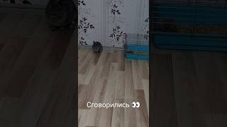 Сеанс гипноза 👀👀👀 #лето #топ #кролики