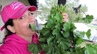 Malva Sylvestris * Wild Edible Plants in My Backyard Series