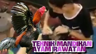 "WAJIB NONTON BRO" TEKNIK MANDIKAN AYAM ALA THAILAND