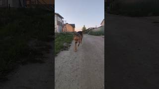 Друг встречает! Friend meets!#shorts #dogs