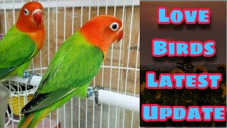 African Love Birds Rate | Love Birds Business In Pakistan | EP 16