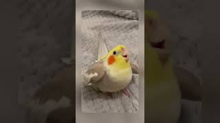 Beautiful cockatiel singing 😂 #birds #cockatiel #shorts