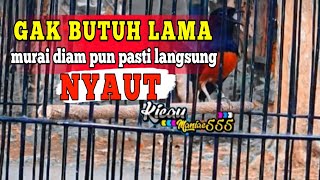 murai batu gacor AMPUH buat PANCINGAN murai batu agar bunyi JADIKAN burung murai gacor EMOSI NYAUT