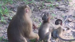 Cute Babies Monkeys Fighting and Playing each other