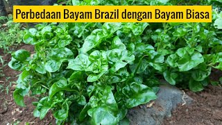 Cara Cepat Menaman Bayam Brazil / Bayam Jepang (Alternanthera sissoo)