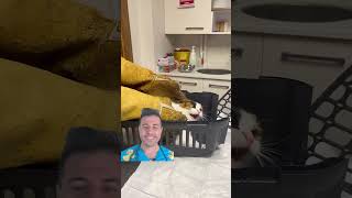 Vet Reacts to Crazy Cats