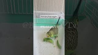 Smart and lovely little budgies #part-1