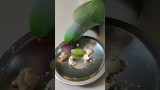 delicious @parrot fun club