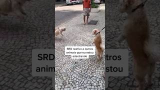 Mais um caso de cão reativo e que “não teria como corrigir por já estar velho”. #caioadestrador #cão