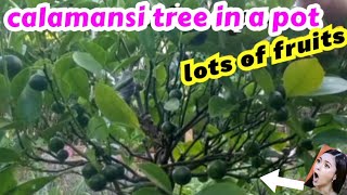 how to grow calamansi tree in a pot in germany / small tree but lots of fruits