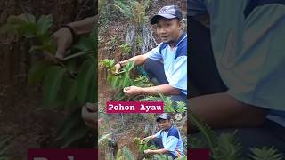 MENGENAL JENIS POHON AYAU DI HUTAN KALIMANTAN