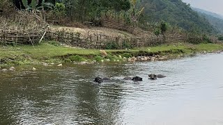 Witness the Serene and Refreshing Sight of Water loving Buffaloes