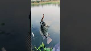 talapia fish #amazing #river #fishing #jk #hunting #fish