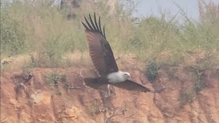 Brahmani kite flying