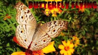 Butterfly flying around in the flowers | nature's beauty | flute music