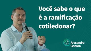 Alexandre Gazolla | Você sabe o que é a ramificação cotiledonar?