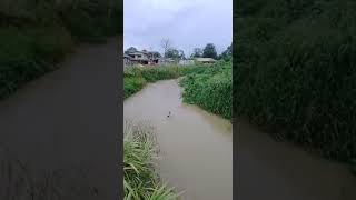 The caparo river presently. Trinidad and Tobago #trinidadrain