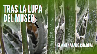 Tras la Lupa del Museo - El amenazado chagual (Puya gilmartiniae) 🔍🌿