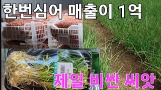 한번심어1억매출올리는달래#달래씨보관방법#달래씨말리기#달래#농사유튜브