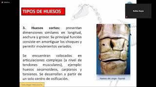 Osteología veterinaria -parte 2