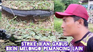 Wow‼️strike‼️ ikan gabus ‼️bikin melongo‼️