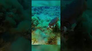 Fish Hunting Under Water Sound Video #shorts #fish #underwater