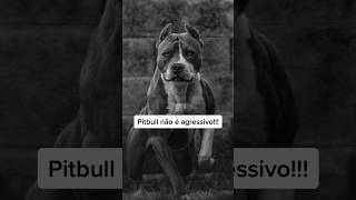 Pitbull não é agressivo!!! #adestramento #crdog #pitbull #cao #cachorro #shorts #caioadestrador