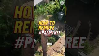 You Won't Believe How Difficult It Is to Remove a Palm Tree! Here's the Inside Scoop