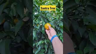 Orange Tree #food #foodies #viral