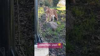 #mountainlion #wilwi#wildlife #pleasesubscribe #cat #cuteanimals #experience #shorts #viral