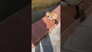 hunter cats hunt fish #cat #cats #hunting #fish