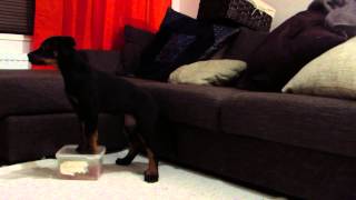 Beauceron Ikra (9 weeks): tricks