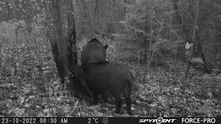 Big Hogs Scratching on a Tree/Mežacūkas pie darvas koka