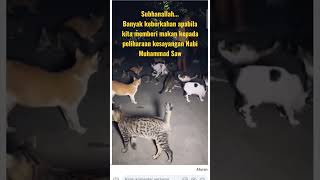 KUCING BINATANG DENGAN 9 NYAWA #shorts