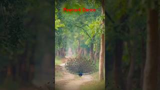 🦚 Most Beautiful Peacock Dance l P-26 l 24 july 2024 #shorts