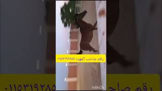 فرسه عربى حمره العمر ٥ سنين فرسه من الممنوعات السعر بالتلفون ٠١١٥٣١٩٢٨٥٥ الشهادة فى اخر الفديو