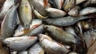 आह कति मिट्ठो Fish fry recipe 👌 5star hotal भन्दा best fish fry