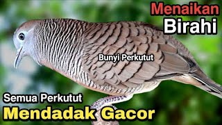 Perkutut lokal gacor RAJA PIKAT ini ahlinya bikin semua burung perkutut gacor NYAUT