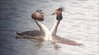 Parades "amoureuses" du Grèbe huppé au Lac du Der