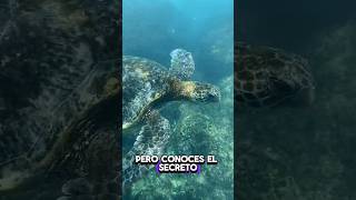 Increíble! El GPS Natural de las Tortugas Revelado - ¡El Secreto Submarino que NO Conocías!