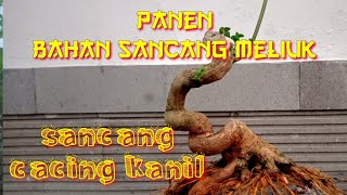 panen sancang meliuk ekstrim | cacing kanil style