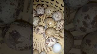 quail eggs#shortsfeed #agriculture #punjab