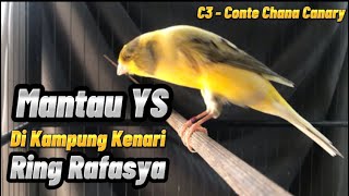 MAIN KE KANDANG CONTE CHANA CANARY C3 KLATEN | Ring Rafasya Klaten