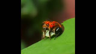 Leaf-cutter Bee cutting a leaf to carry it back to the nest to line the cells of their nests. #reels