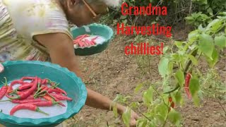 Plucking Fresh Organic Red Chillies from Our Garden | Grandma lives alone on the Farm | Farm Life