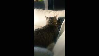 Funny Cat Fight on the couch